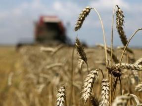Первый миллион тонн зерна соберут в Беларуси в ближайшие дни