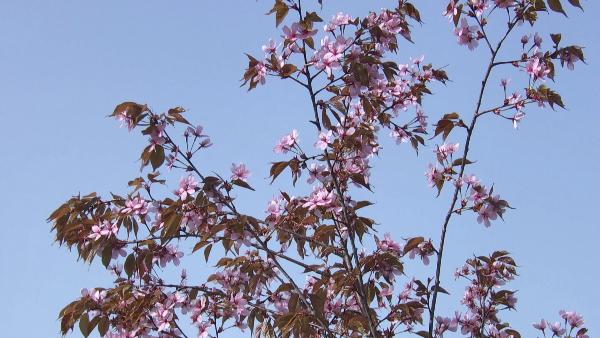 Sakura blossomed in Grodno