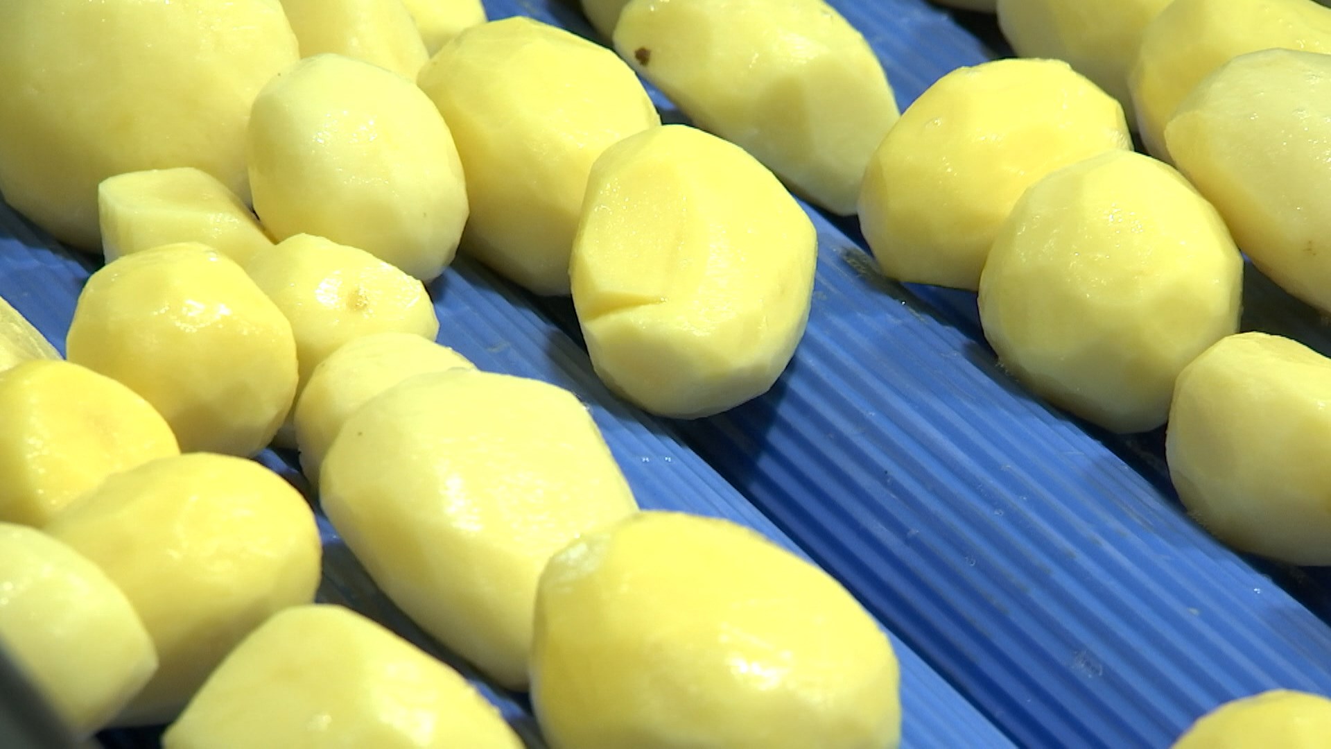 Беби-картофель будут выращивать в Брестской области