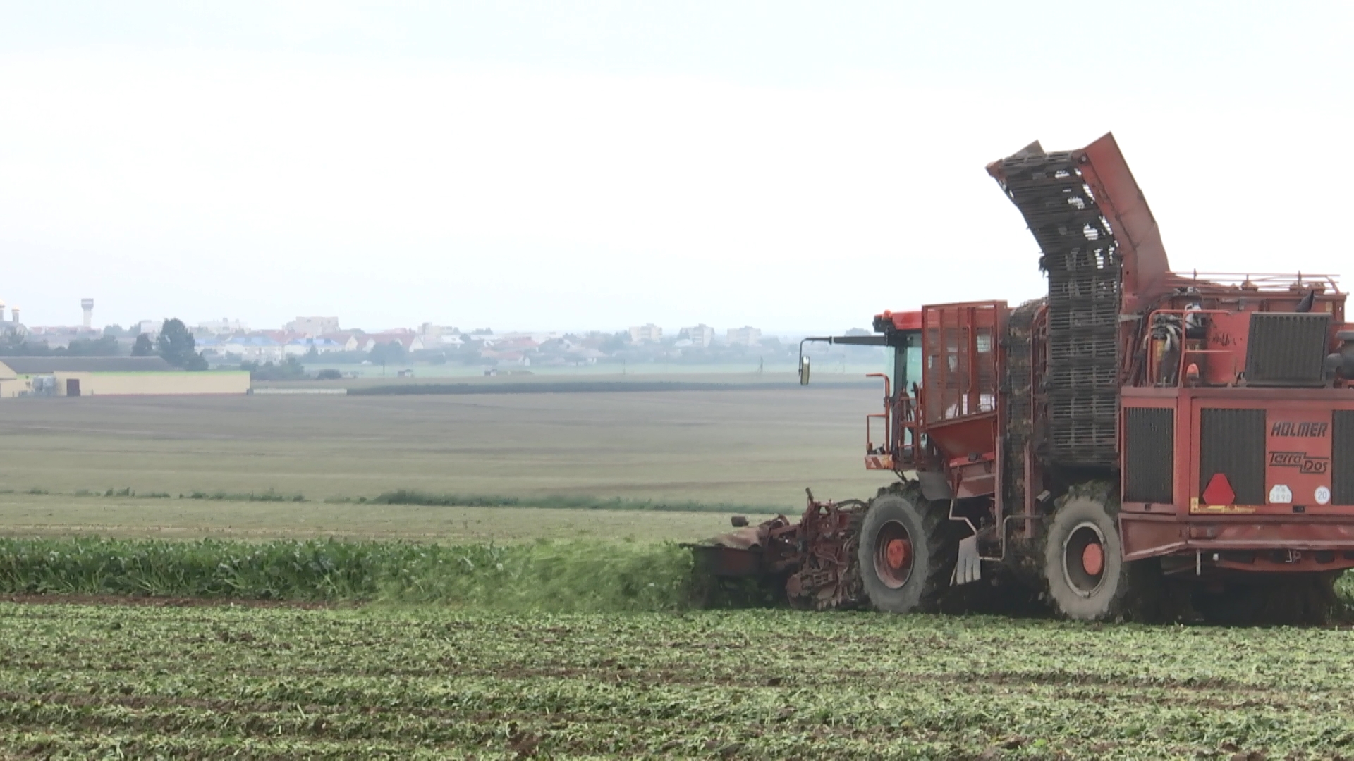 Белорусские аграрии приступили к заготовке сахарной свёклы