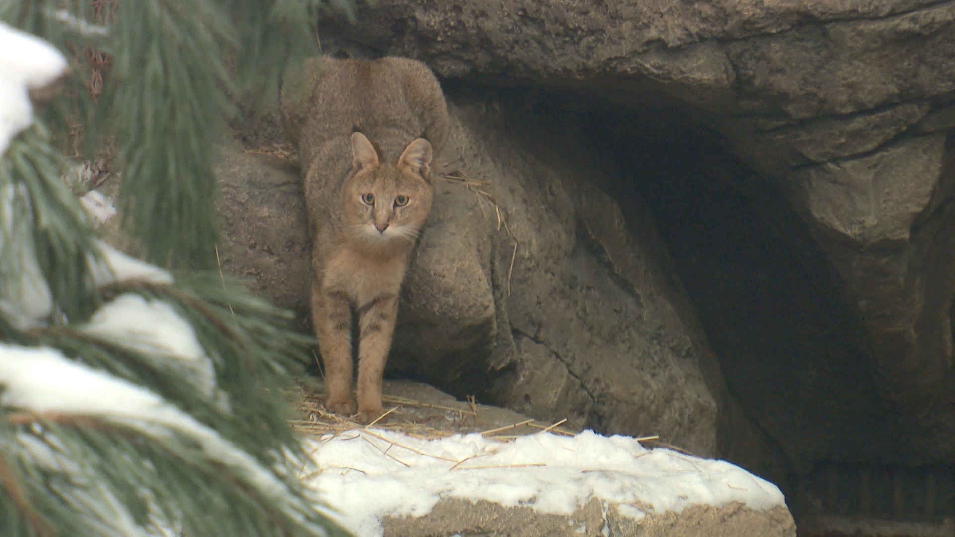 Swamp lynx came to live in Minsk zoo