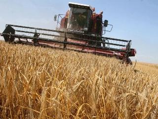В Беларуси убрана половина площадей зерновых культур