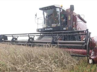 Уборочная в Беларуси: аграрии собрали порядка 5700 тыс. тонн зерна