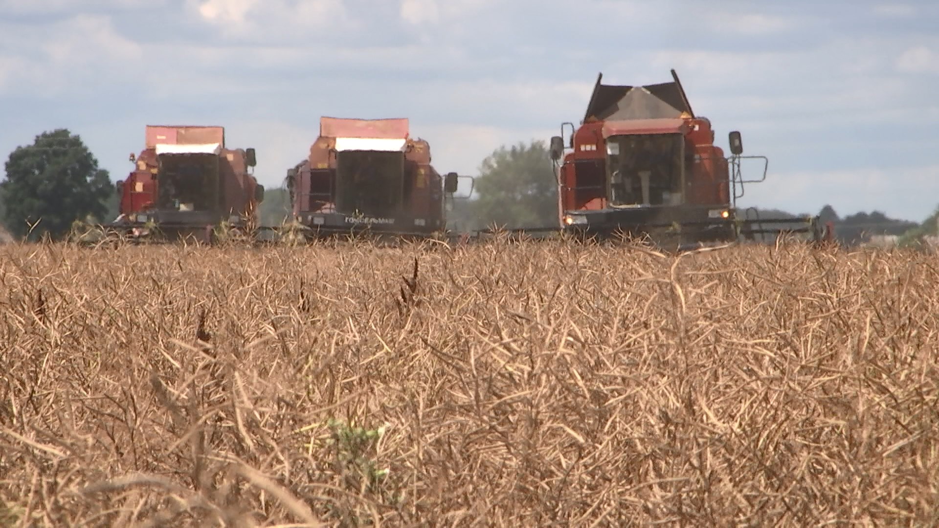 Белорусские аграрии убирают с полей озимый ячмень