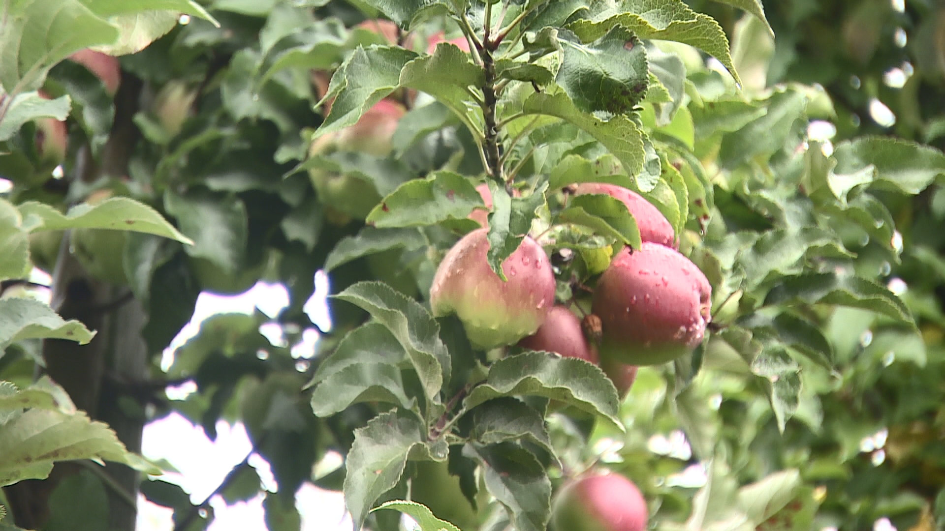 Яблочный год: на 100 га сада – 1000 тонн фруктов