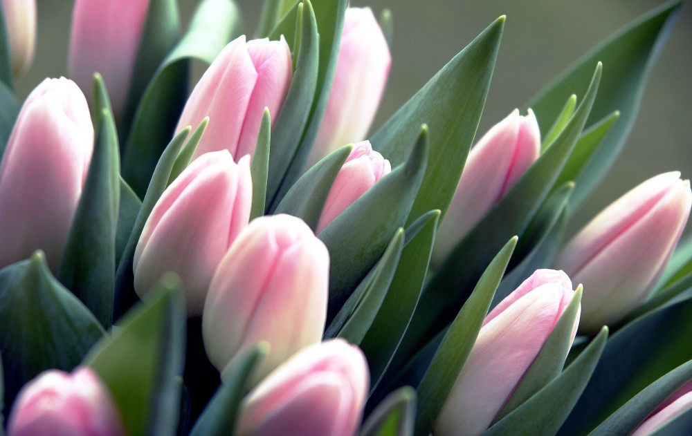 Тюльпаны – самые востребованные цветы к 8 Марта